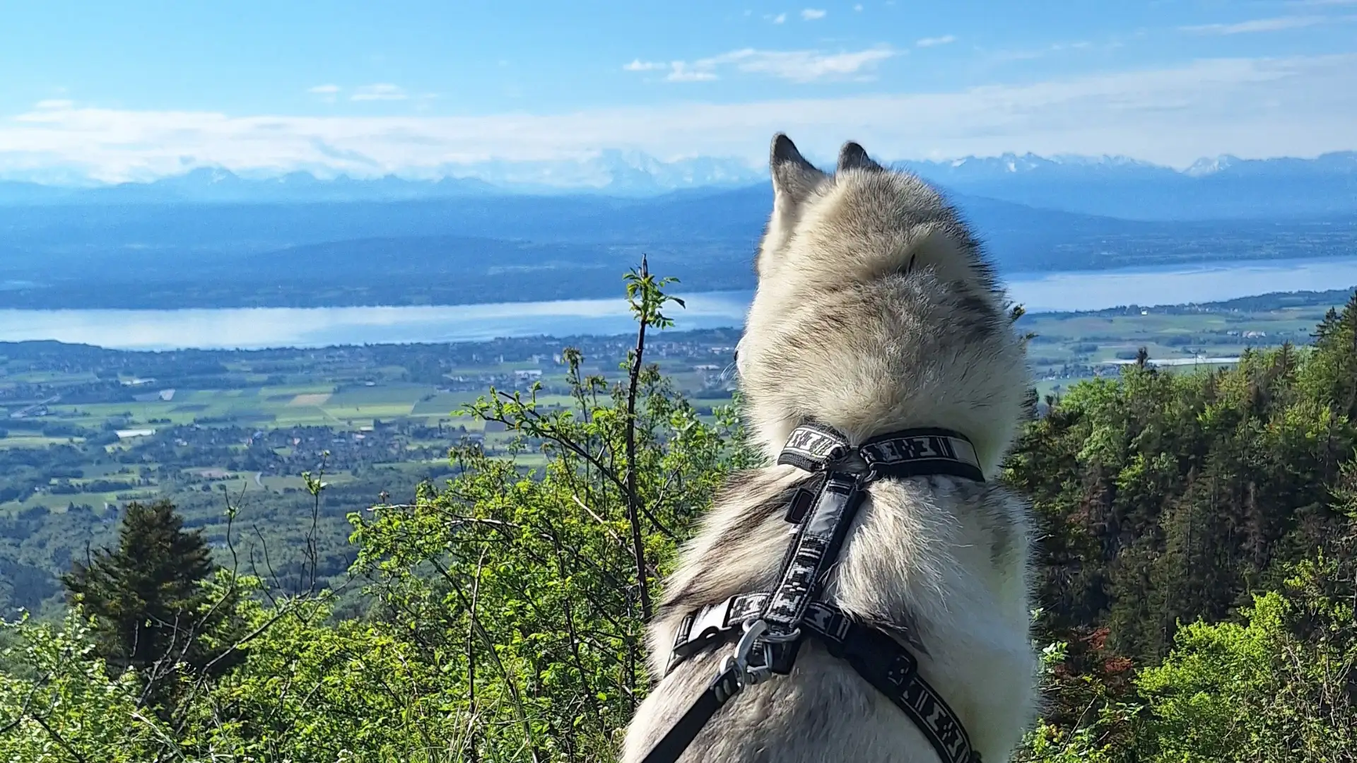 Marcher pour les animaux abandonnés